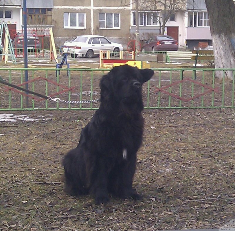 Фото: ньюфаундленд Van Len Taym Ornetta (Ван Лен Тайм Орнетта)