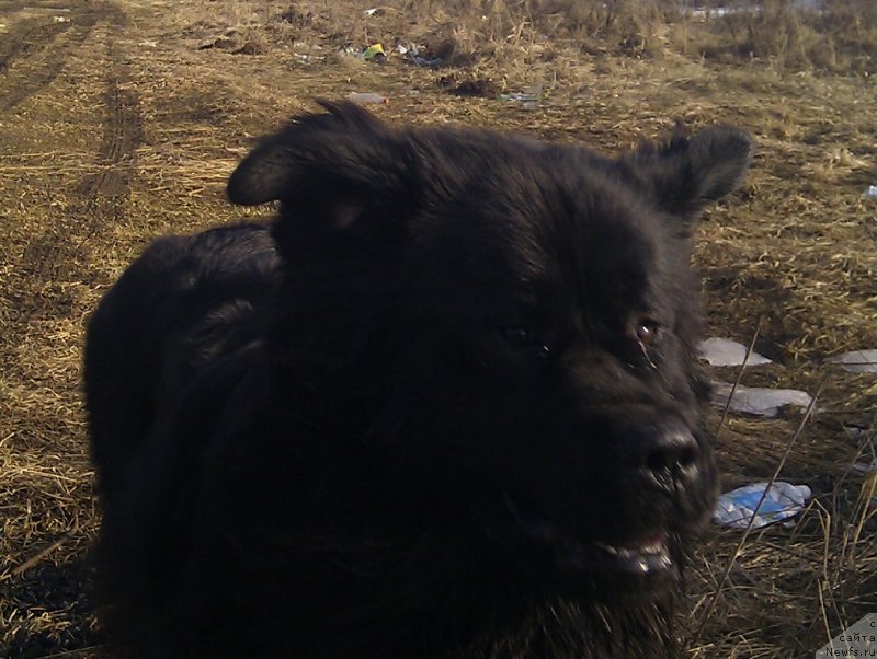 Фото: ньюфаундленд Van Len Taym Ornetta (Ван Лен Тайм Орнетта)