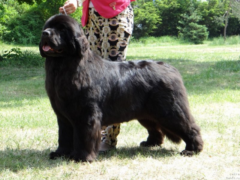 Фото: ньюфаундленд King of Helluland Ocean Breeze