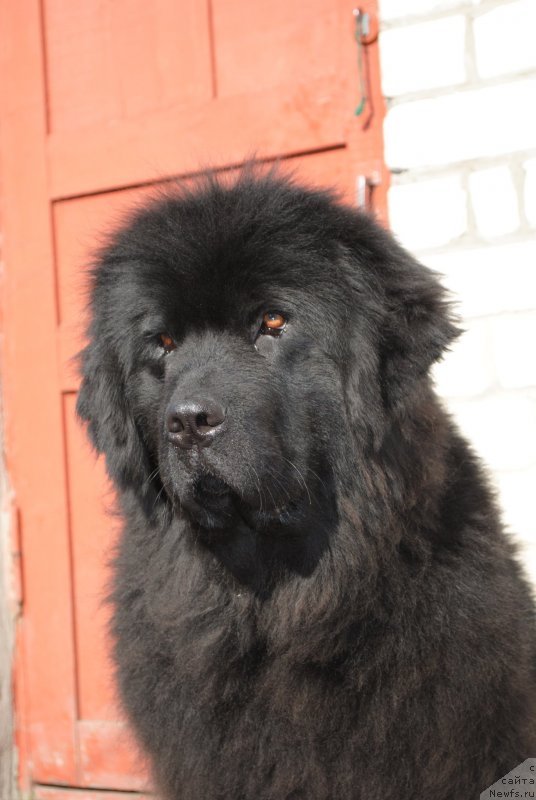 Фото: ньюфаундленд Dusha-Devitsa (Душа-Девица)