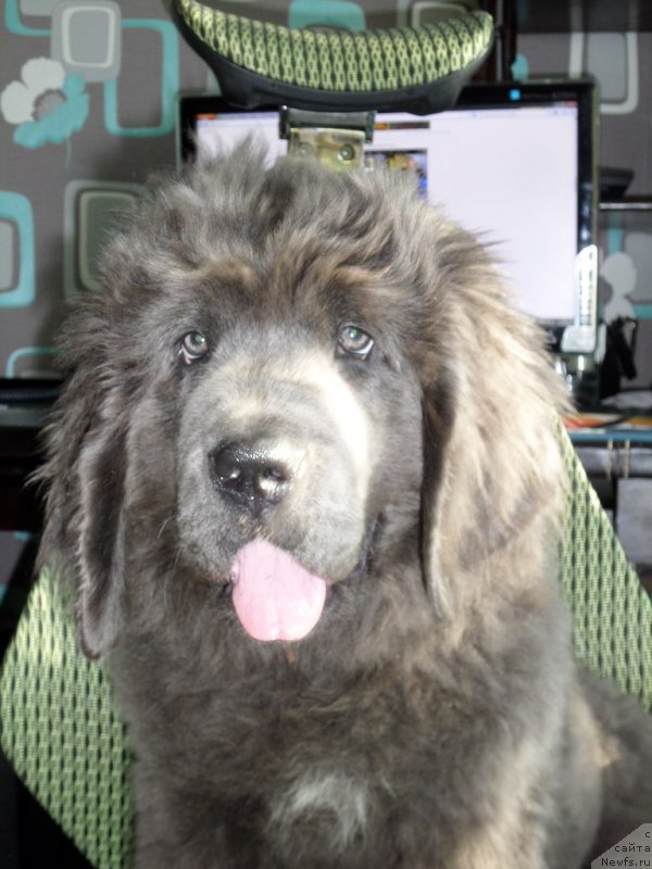Фото: ньюфаундленд Deluna Sozvezdie Istini (Deluna Sozvezdie Istini)