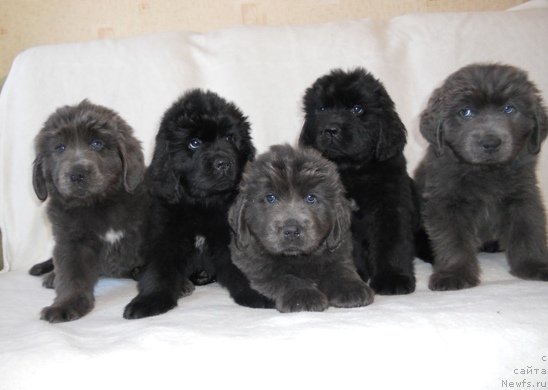 Фото: [d13124] с однопометниками