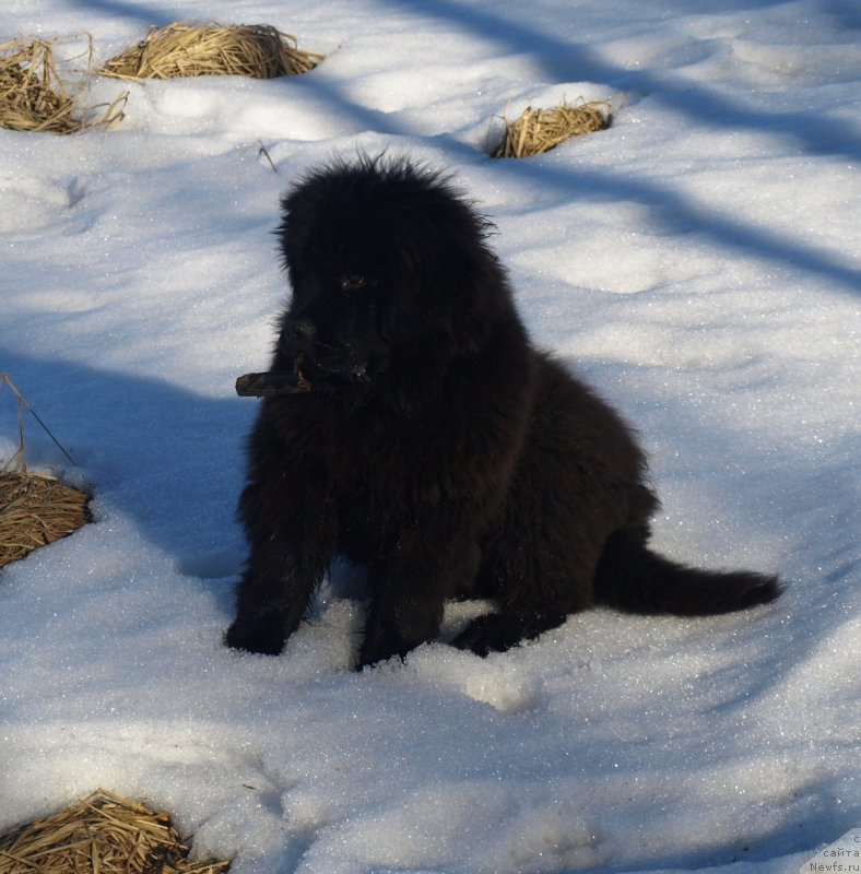 Фото: ньюфаундленд Zabava Putyatishna (Забава Путятишна)