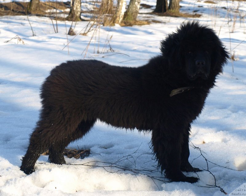 Фото: ньюфаундленд Zabava Putyatishna (Забава Путятишна)