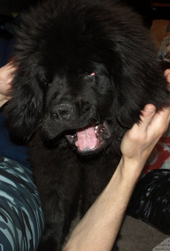 Фото: ньюфаундленд Zabava Putyatishna (Забава Путятишна)