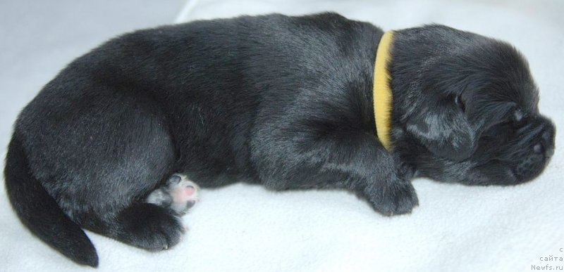 Фото: ньюфаундленд Dar Svezy Unessa Korona Australis (Дар Свезы Юнесса Корона Аустралис)