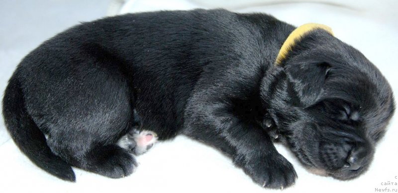 Фото: ньюфаундленд Dar Svezy Unessa Korona Australis (Дар Свезы Юнесса Корона Аустралис)