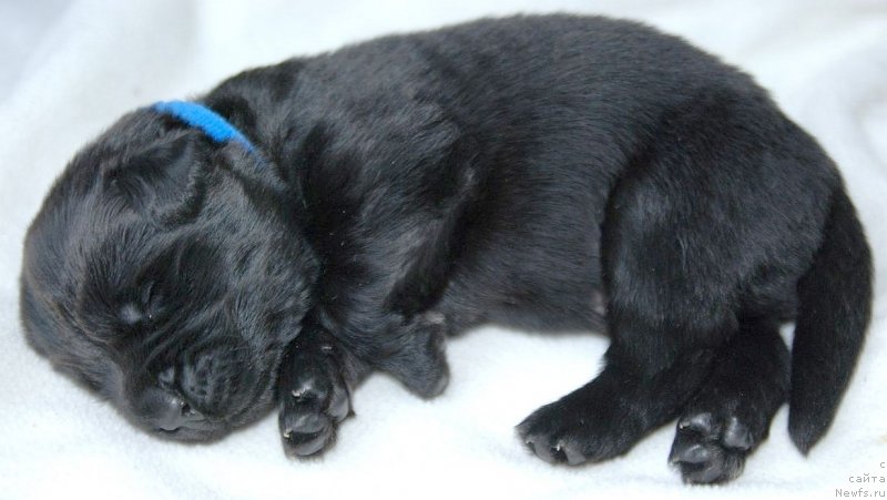 Фото: ньюфаундленд Dar Svezy Unessa Korona Australis (Дар Свезы Юнесса Корона Аустралис)