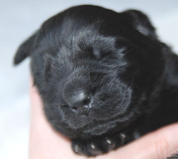 Фото: ньюфаундленд Dar Svezy Unessa Korona Australis (Дар Свезы Юнесса Корона Аустралис)