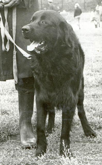 Фото: ньюфаундленд Djoy (Джой)