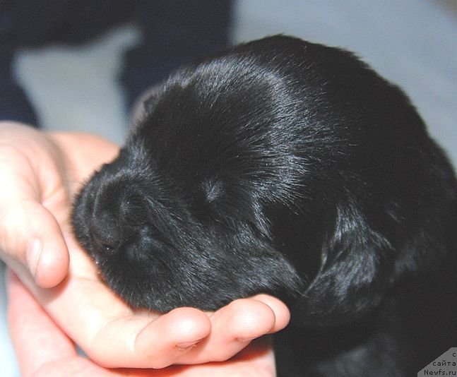 Фото: ньюфаундленд Dar Svezy Unessa Korona Australis (Дар Свезы Юнесса Корона Аустралис)