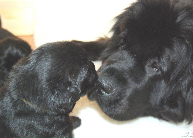 Фото: ньюфаундленд Dar Svezy Unessa Korona Australis (Дар Свезы Юнесса Корона Аустралис)