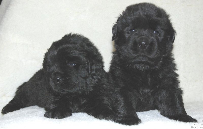 Фото: ньюфаундленд Dar Svezy Unessa Korona Australis (Дар Свезы Юнесса Корона Аустралис)