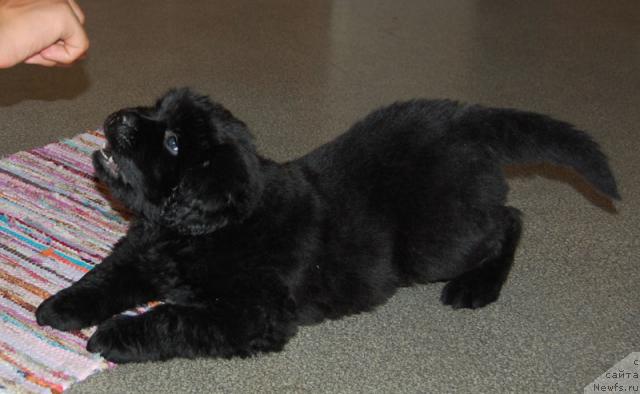 Фотография № 14873