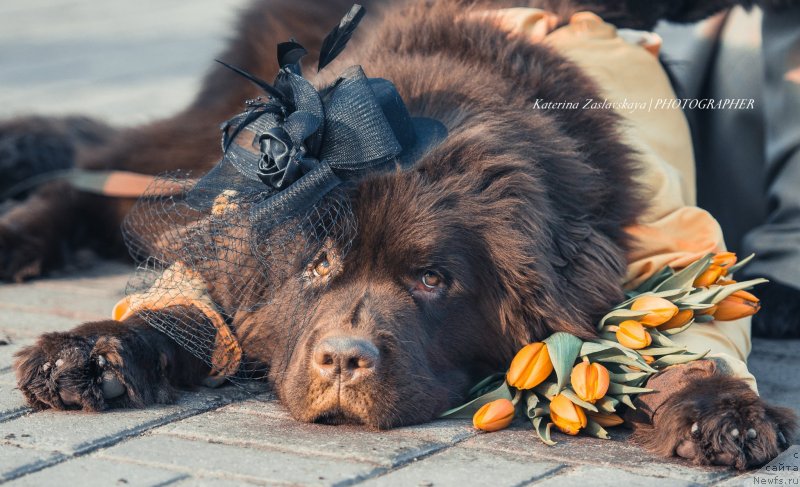 Фотография № 148733