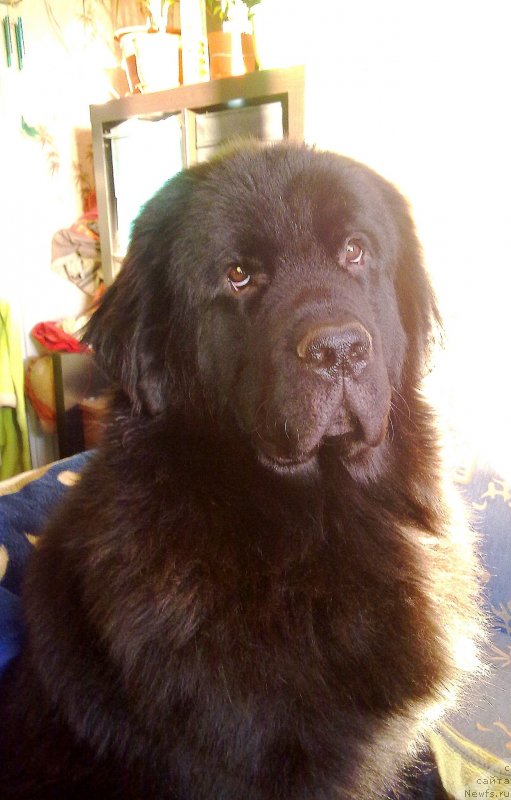 Фото: ньюфаундленд Chernyj Chank s Berega Dona (Черный Чанк с Берега Дона)