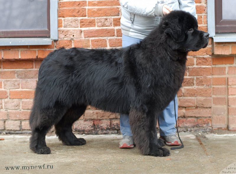 Фото: ньюфаундленд Sent Djons Zaferano (Сент Джонс Заферано)