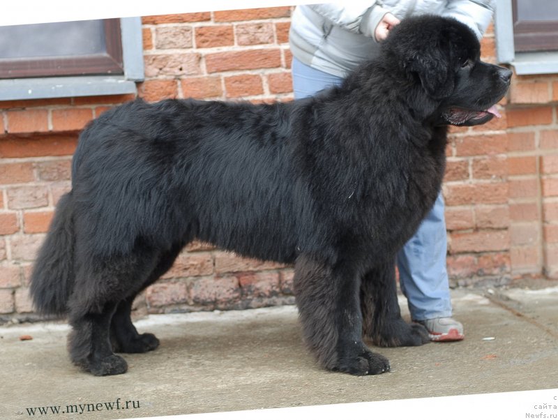 Фото: ньюфаундленд Sent Djons Zaferano (Сент Джонс Заферано)