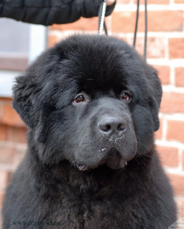 Фото: ньюфаундленд Sent Djons Zaferano (Сент Джонс Заферано)