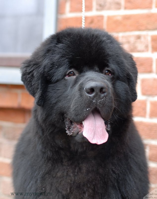 Фото: ньюфаундленд Sent Djons Zaferano (Сент Джонс Заферано)