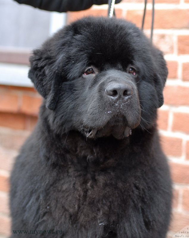 Фото: ньюфаундленд Sent Djons Zaferano (Сент Джонс Заферано)