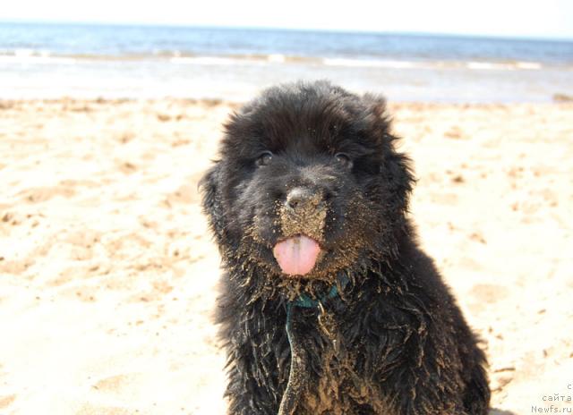 Фото: ньюфаундленд Super Premium Vashington (Супер Премиум Вашингтон)