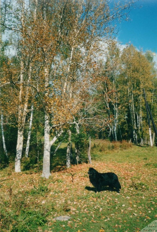 Фото: ньюфаундленд SHyelli Korhi Lya Kris (Шэлли Корхи Ля Крис)