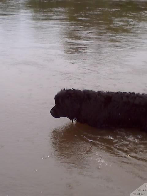 Фото: ньюфаундленд Top Gan (Топ Ган)