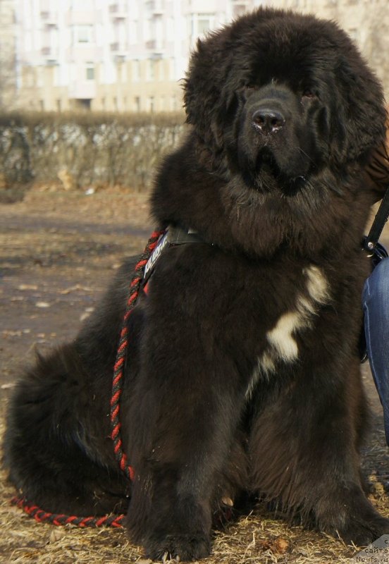 Фотография № 148775