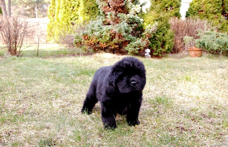 Фото: ньюфаундленд Dar Svezy Unessa Korona Australis (Дар Свезы Юнесса Корона Аустралис)