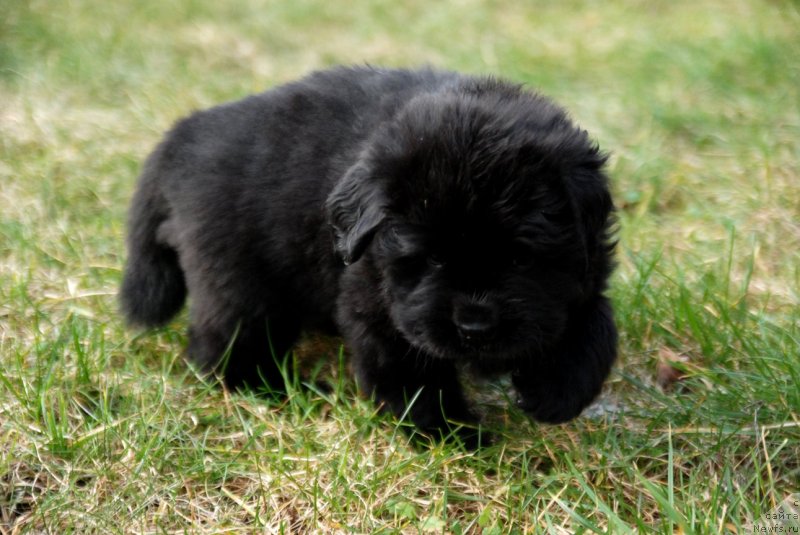 Фото: ньюфаундленд Dar Svezy Unessa Korona Australis (Дар Свезы Юнесса Корона Аустралис)