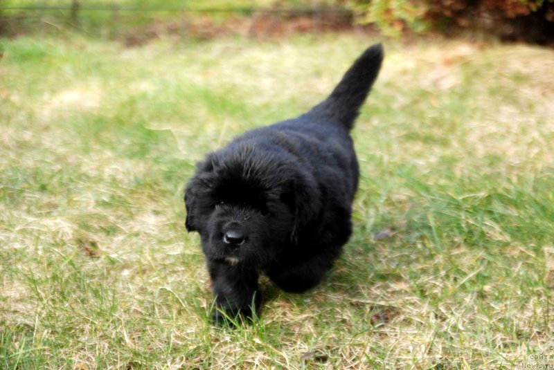 Фото: ньюфаундленд Dar Svezy Unessa Korona Australis (Дар Свезы Юнесса Корона Аустралис)