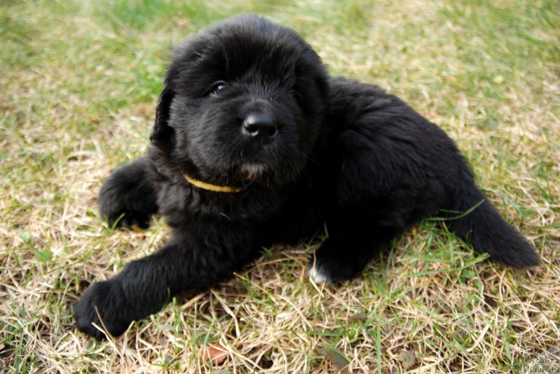 Фото: ньюфаундленд Dar Svezy Unessa Korona Australis (Дар Свезы Юнесса Корона Аустралис)