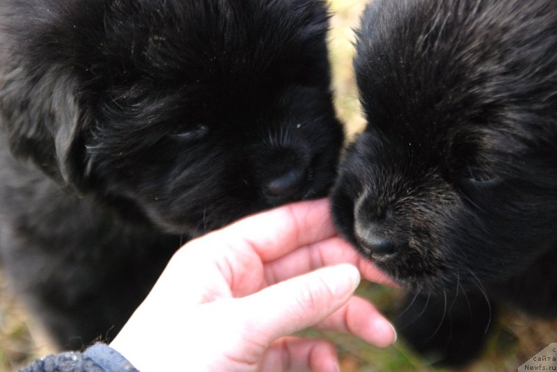 Фото: ньюфаундленд Dar Svezy Unessa Korona Australis (Дар Свезы Юнесса Корона Аустралис)