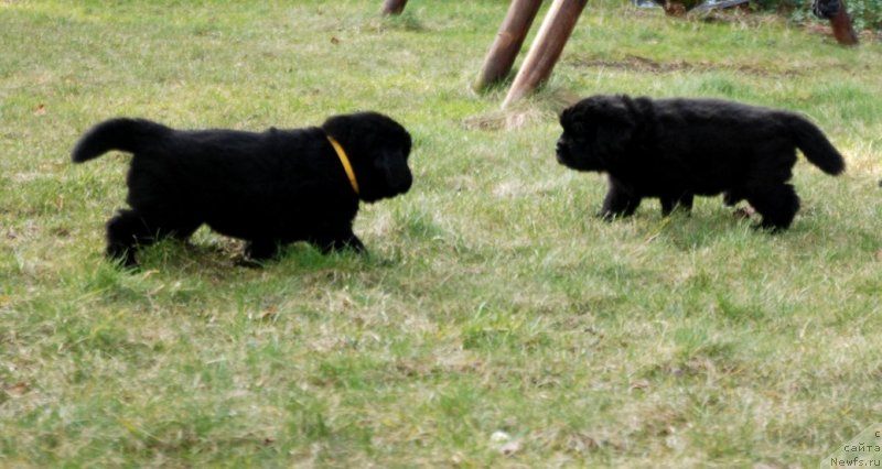 Фото: ньюфаундленд Dar Svezy Unessa Korona Australis (Дар Свезы Юнесса Корона Аустралис)