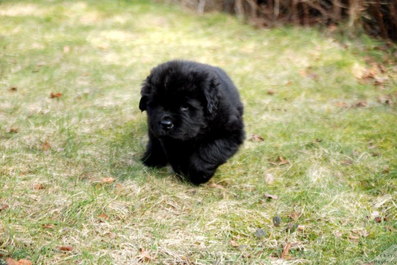 Фото: ньюфаундленд Dar Svezy Unessa Korona Australis (Дар Свезы Юнесса Корона Аустралис)