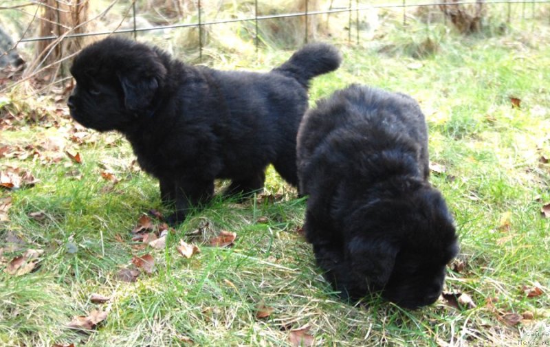 Фото: ньюфаундленд Dar Svezy Unessa Korona Australis (Дар Свезы Юнесса Корона Аустралис)