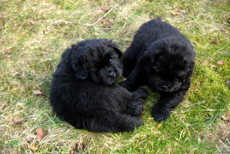 Фото: ньюфаундленд Dar Svezy Unessa Korona Australis (Дар Свезы Юнесса Корона Аустралис)