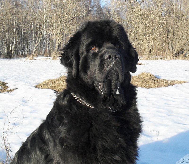 Фото: ньюфаундленд Beguschaya po Volnam Carica Savskaya (Бегущая по Волнам Царица Савская)