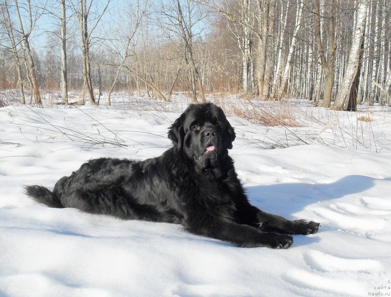 Фото: ньюфаундленд Beguschaya po Volnam Carica Savskaya (Бегущая по Волнам Царица Савская)