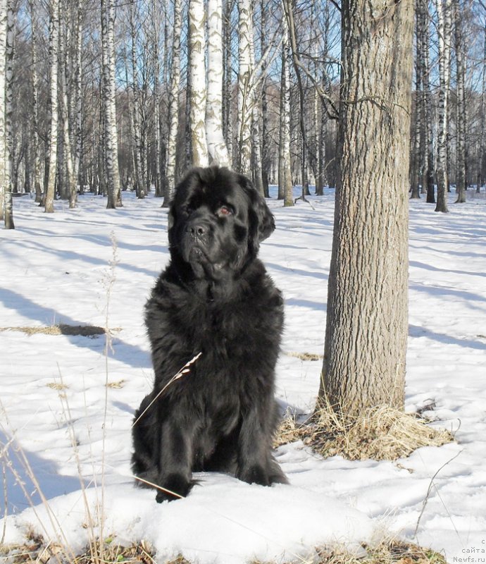 Фото: ньюфаундленд Beguschaya po Volnam Carica Savskaya (Бегущая по Волнам Царица Савская)
