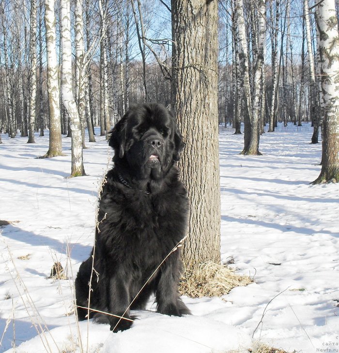 Фото: ньюфаундленд Beguschaya po Volnam Carica Savskaya (Бегущая по Волнам Царица Савская)