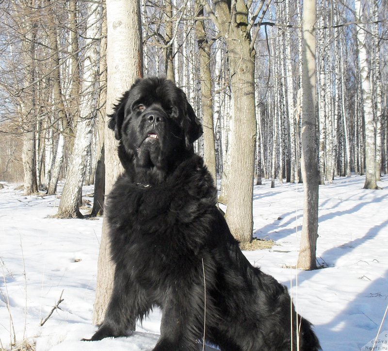 Фото: ньюфаундленд Beguschaya po Volnam Carica Savskaya (Бегущая по Волнам Царица Савская)