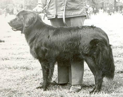 Фото: ньюфаундленд Dolli (Долли)