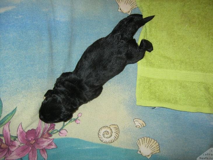 Фото: ньюфаундленд Sakala Beatrice