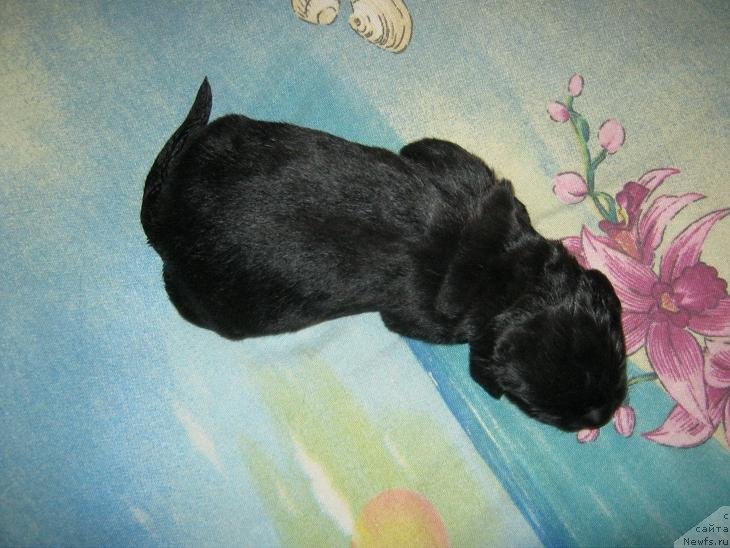 Фото: ньюфаундленд Sakala Beatrice