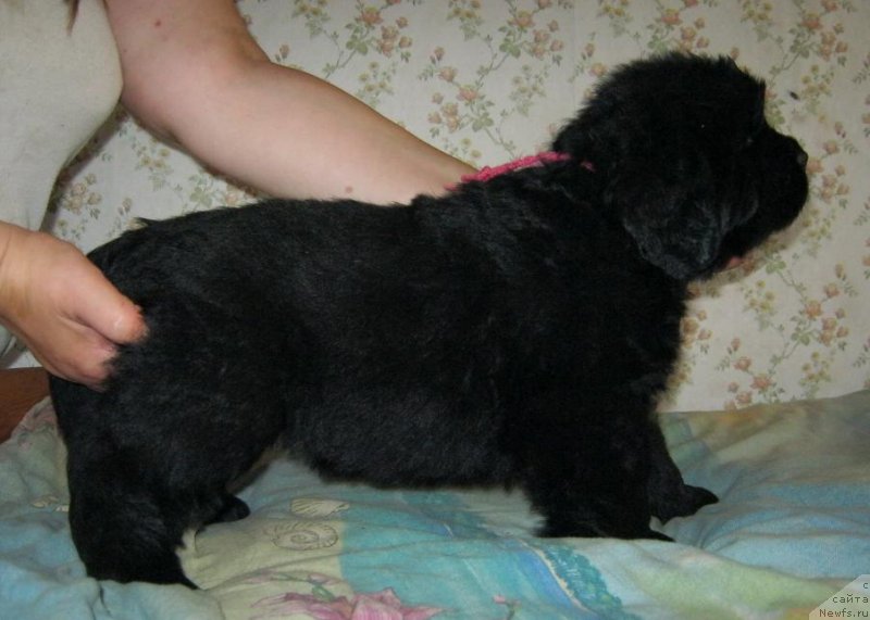 Фото: ньюфаундленд Sakala Beatrice