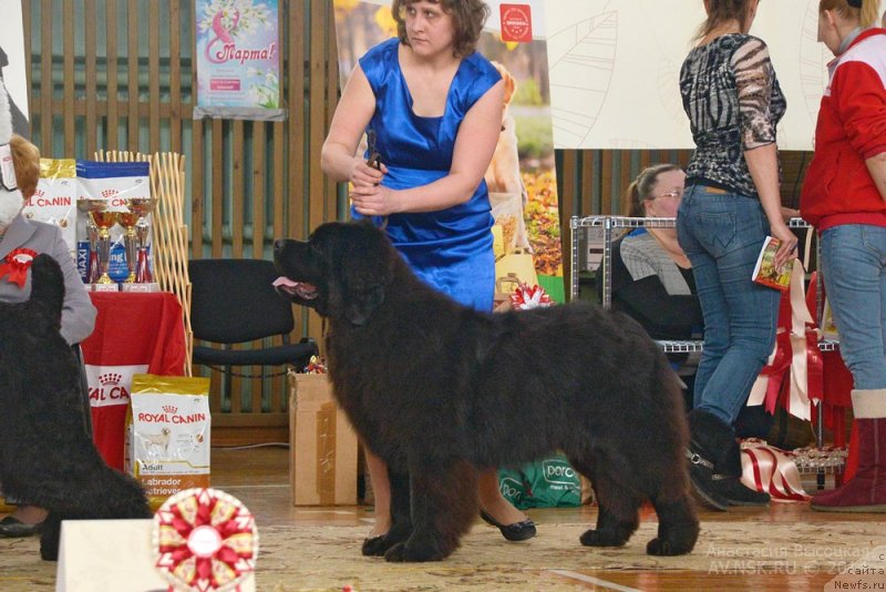 Фото: ньюфаундленд Sent Djons Zaura (Сент Джонс Заура)