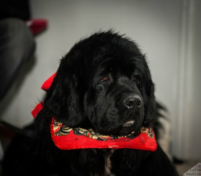 Фото: ньюфаундленд Super Premium Zhritsa Zvezd (Супер Премиум Жрица Звезд)