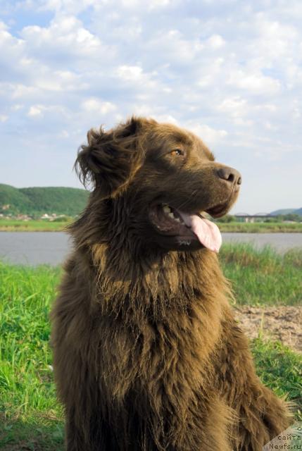 Фото: ньюфаундленд Lesnaya Skazka Izol'da (Лесная Сказка Изольда)